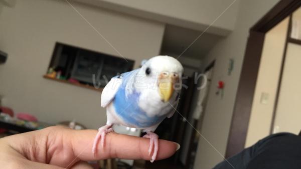 迷い鳥の写真