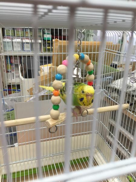 保護鳥の写真