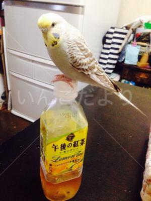 迷い鳥の写真