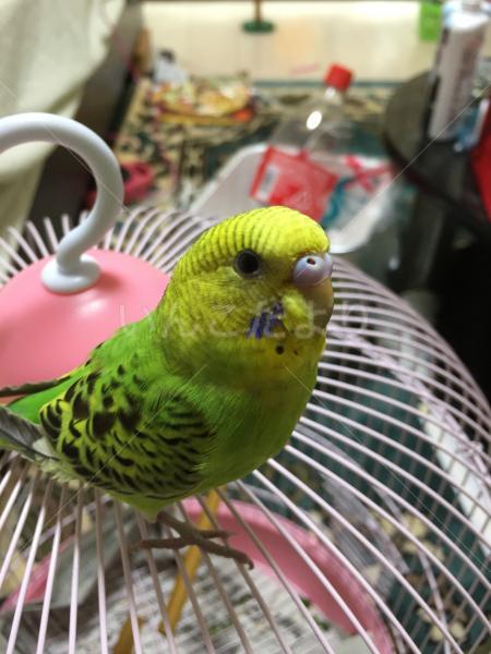 迷い鳥の写真