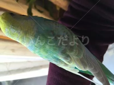 保護鳥の写真