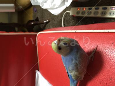 迷い鳥の写真
