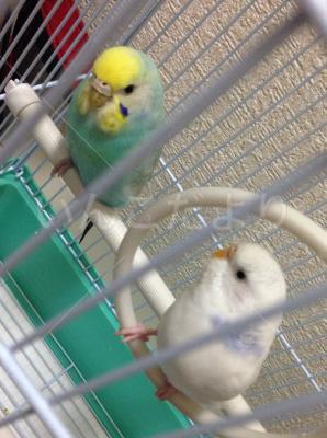 保護鳥の写真