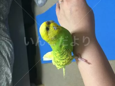 保護鳥の写真
