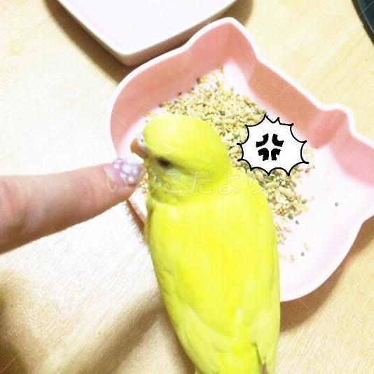 迷い鳥の写真