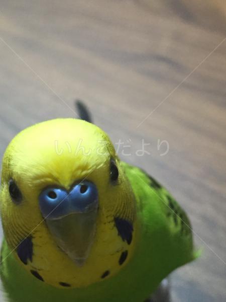 迷い鳥の写真