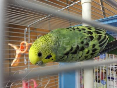 保護鳥の写真