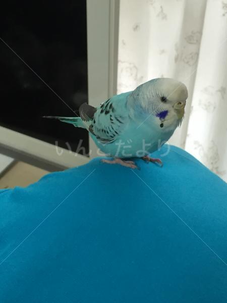 保護鳥の写真