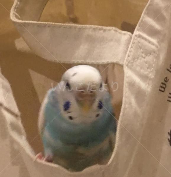 迷い鳥の写真