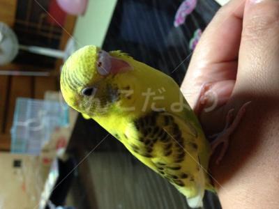 迷い鳥の写真