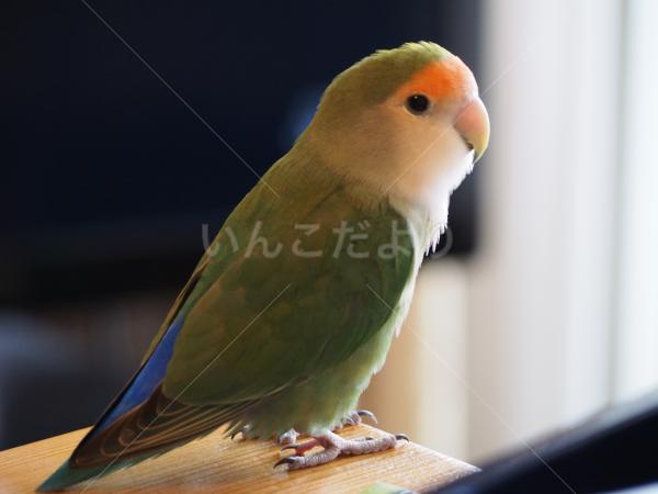 迷い鳥の写真