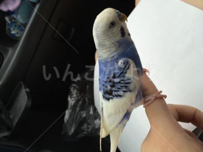 保護鳥の写真