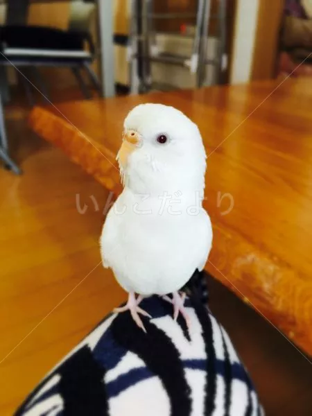 保護鳥の写真