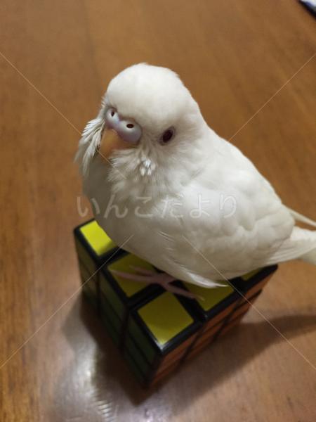 迷い鳥の写真