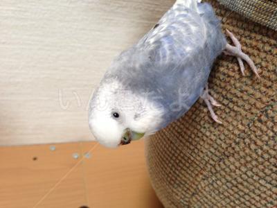 迷い鳥の写真