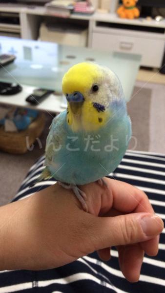 迷い鳥の写真