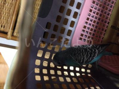 保護鳥の写真