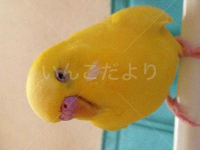 迷い鳥の写真