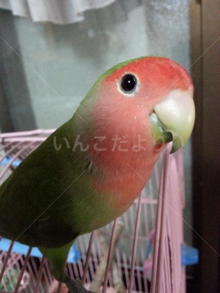迷い鳥の写真