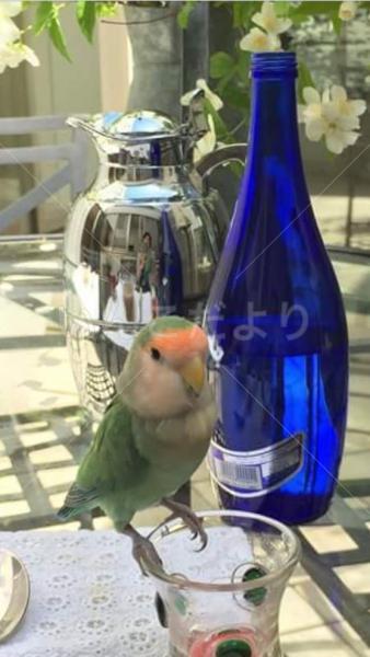 迷い鳥の写真