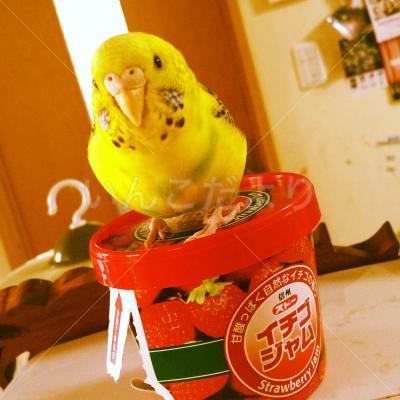 迷い鳥の写真