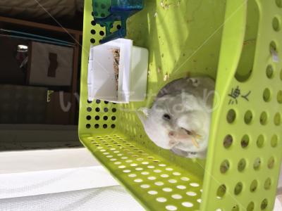 迷い鳥の写真