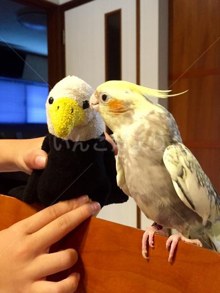 迷い鳥の写真