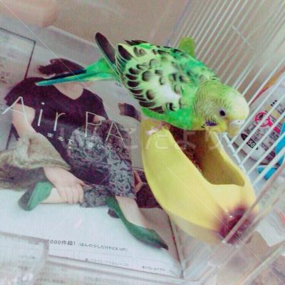 迷い鳥の写真