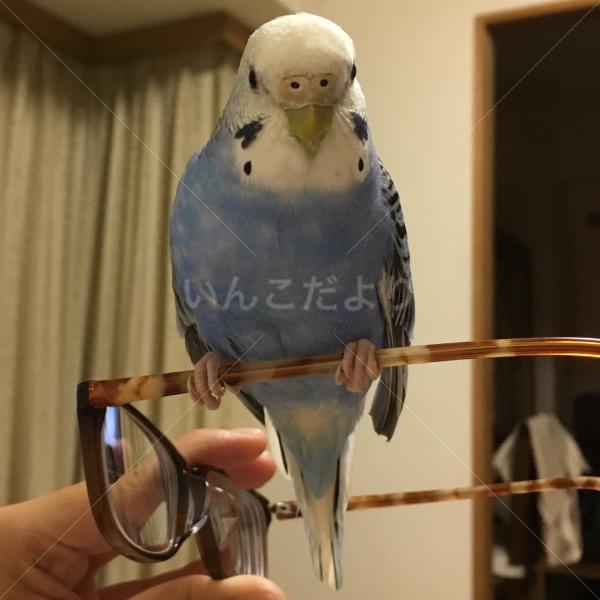 迷い鳥の写真