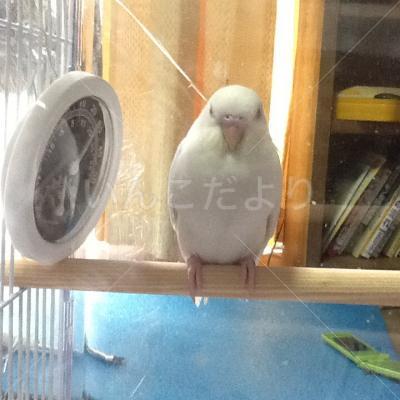 迷い鳥の写真
