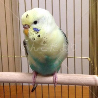 保護鳥の写真