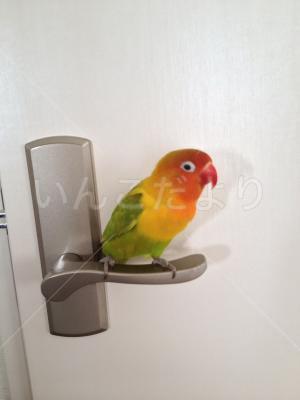 迷い鳥の写真