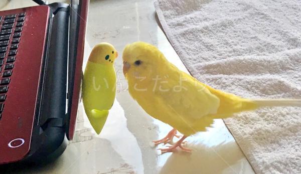 迷い鳥の写真