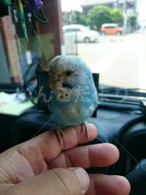 保護鳥の写真