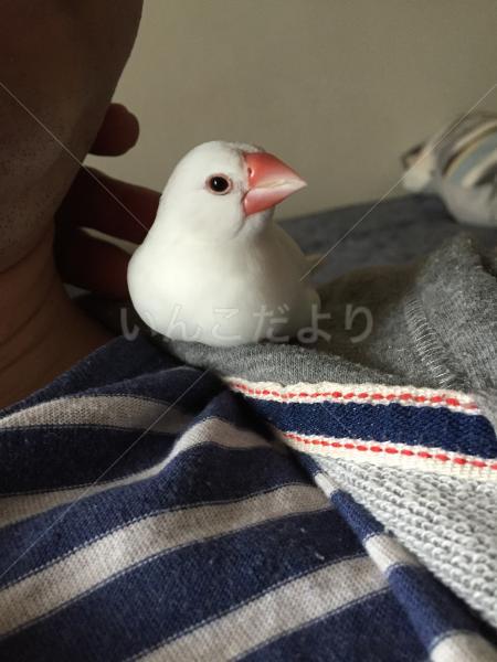 迷い鳥の写真