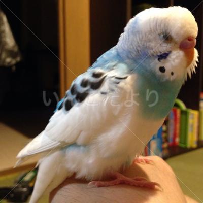 保護鳥の写真