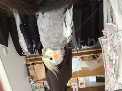 迷い鳥の写真