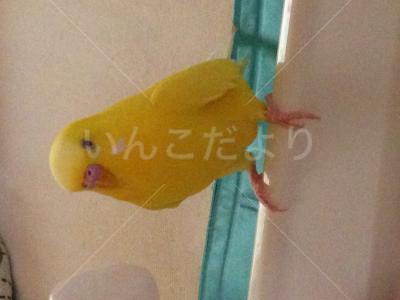 迷い鳥の写真