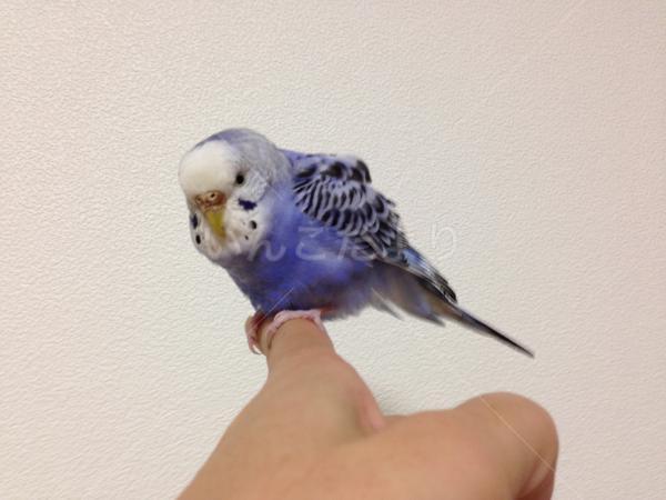 保護鳥の写真