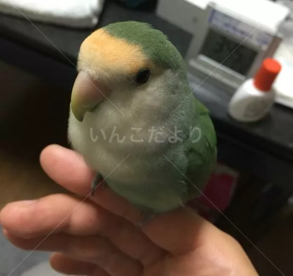 保護鳥の写真