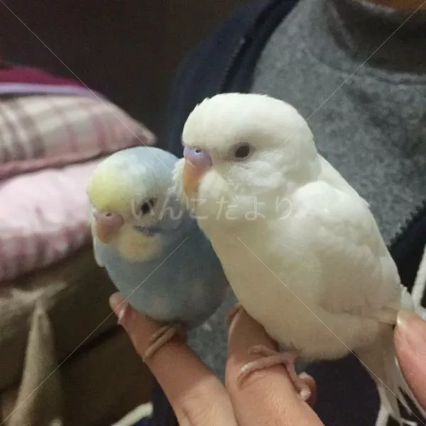 保護鳥の写真