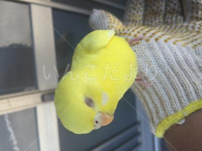 保護鳥の写真