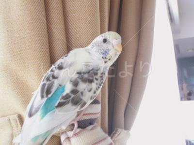 迷い鳥の写真