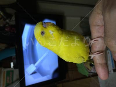 迷い鳥の写真