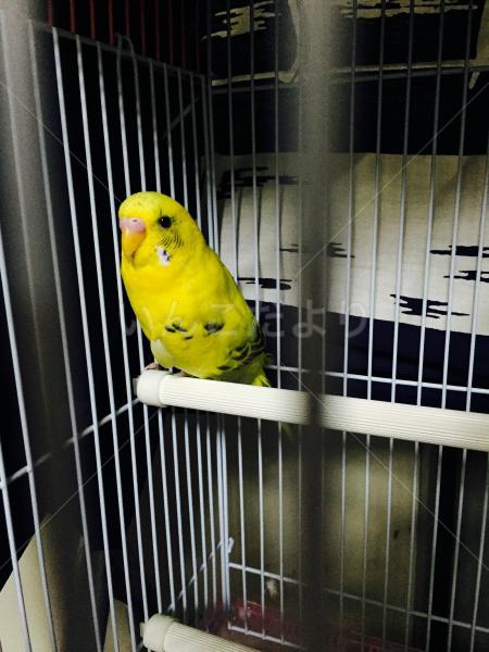 保護鳥の写真