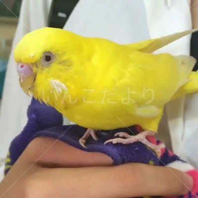 保護鳥の写真