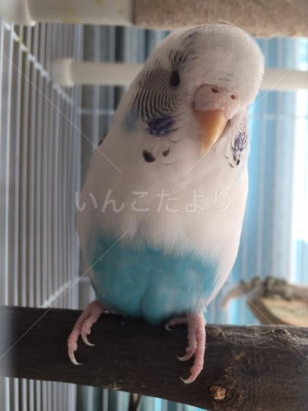 迷い鳥の写真