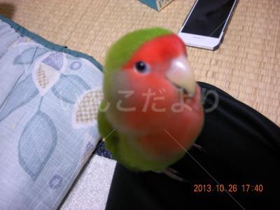迷い鳥の写真