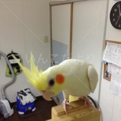 迷い鳥の写真