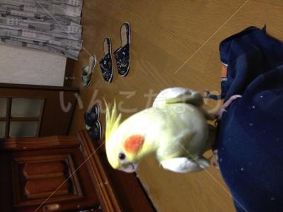 迷い鳥の写真